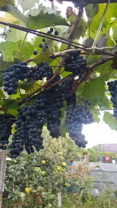 Vând struguri producători,  boltă