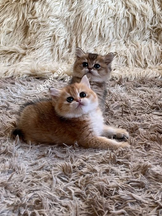 Продаётся Шотландских котята