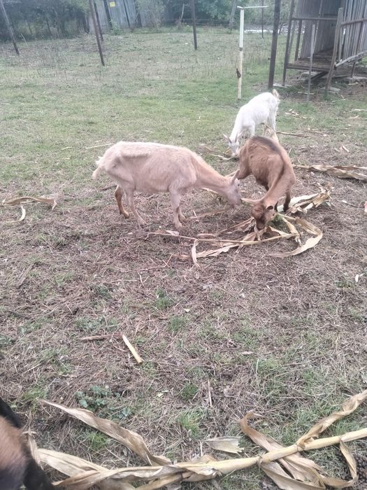 Vând capre 1600lei toate 5