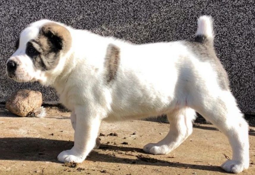 Щенки Алабай! Отличная родословная .