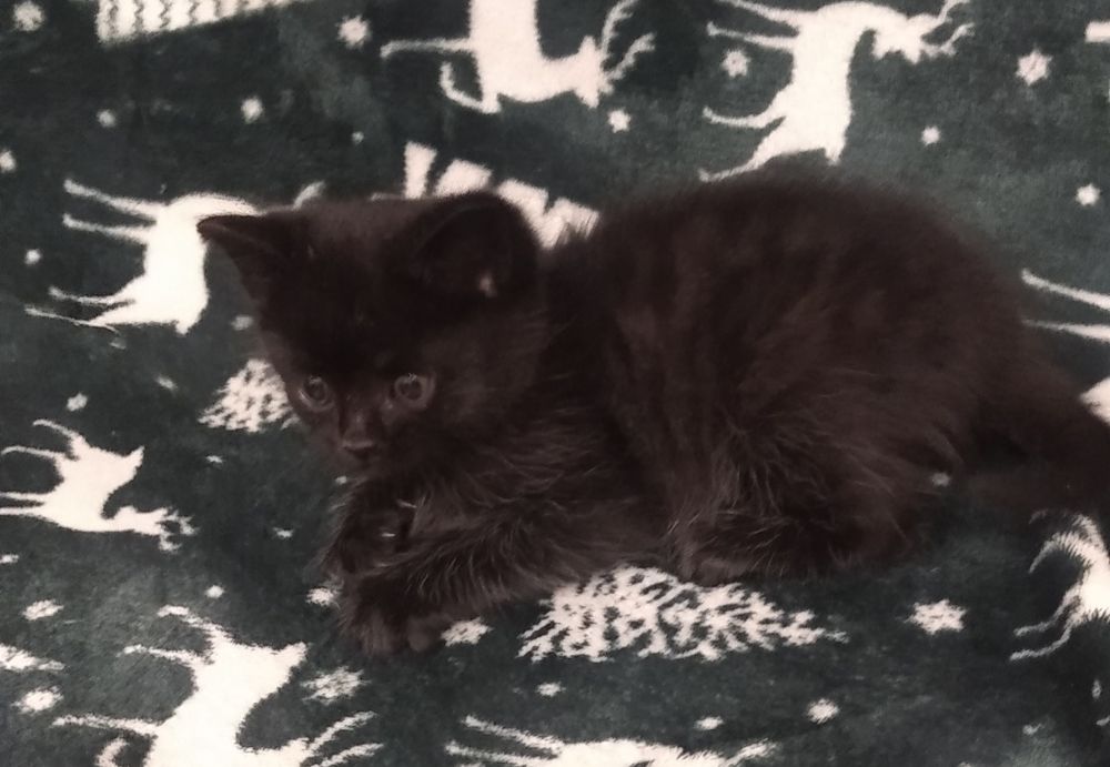 Котёнок в добрые руки