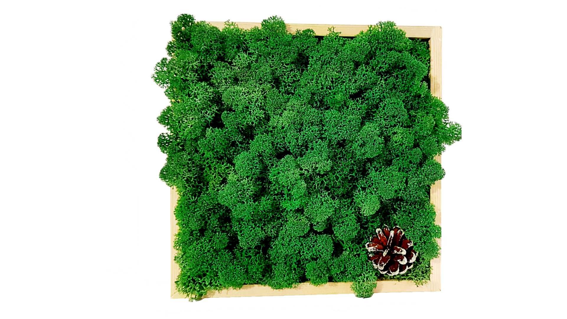 Tablou cu Licheni  Stabilizati si Con de Brad 22x22 Cm "Forest Green"