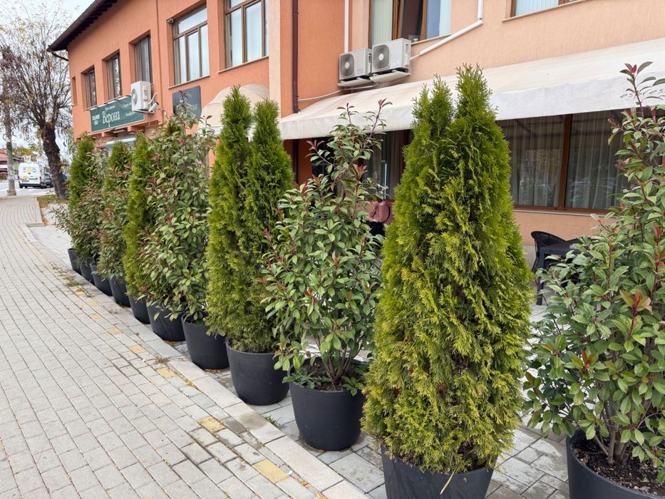 Фотуния и Туя. Общо 13бр по2м.височина