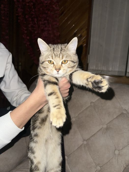 продается кошка пародистая