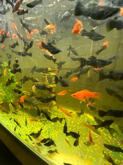 Pesti Xifori si Molly