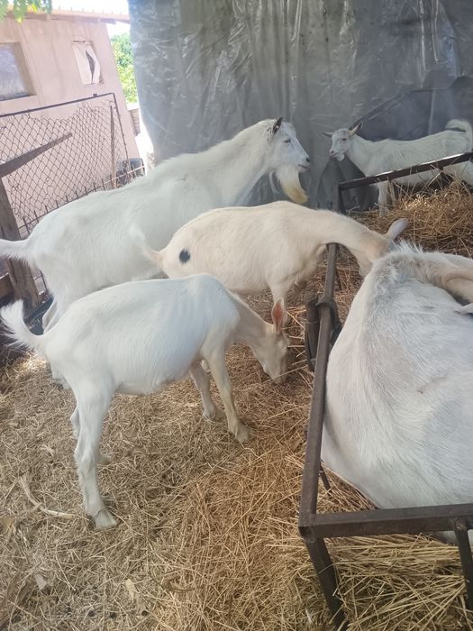 Țapi de anul acesta