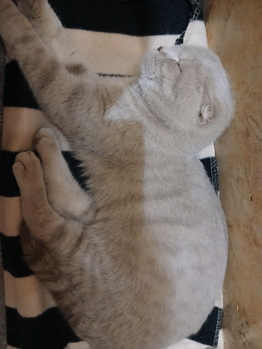 Синба ровно 1 год