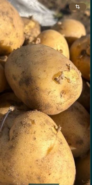 Доставка картофеля
