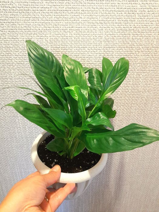 Продам Спатифиллум женское счастье