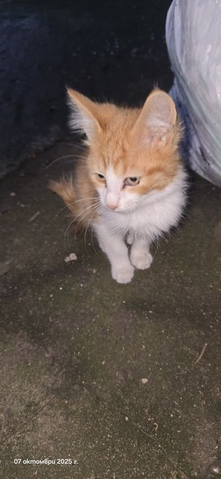 Котенца търсят дом