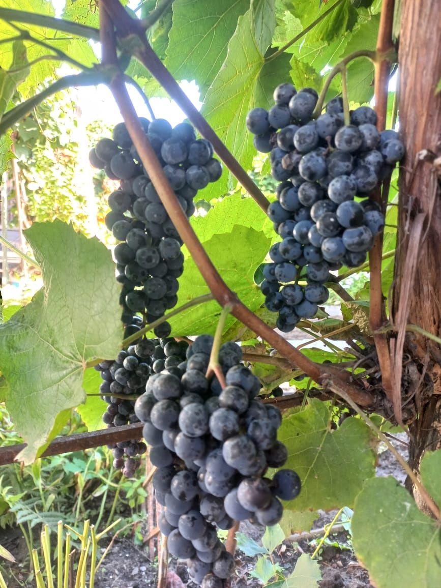 Продам виноград сорт Изабелла