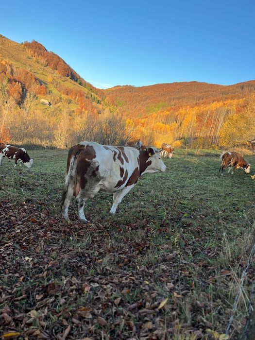 De vânzare vaca de 6 ani