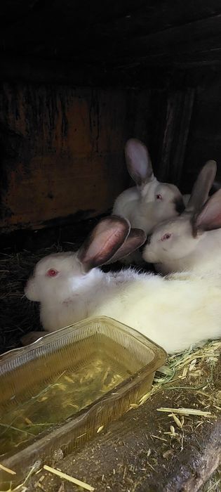 Продам кроликов от 10000