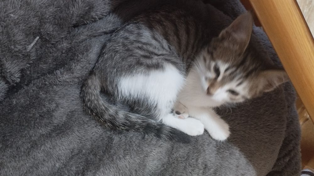 Отдам даром кошечку в добрые руки