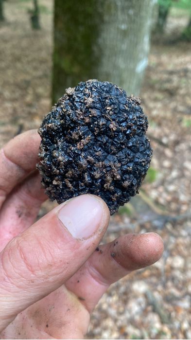 Trufe negre de toamna