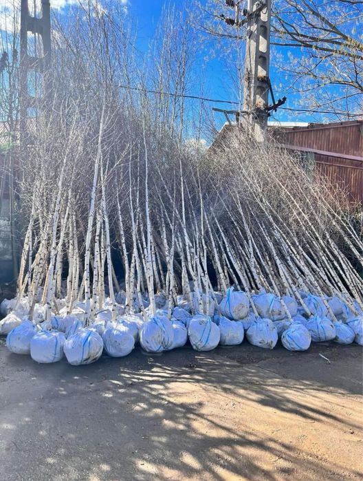 Vand mestecan tei platan