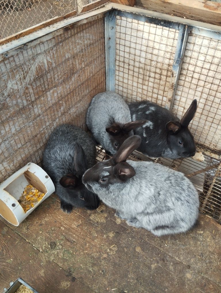 Продам кроликов Полтавское серебро