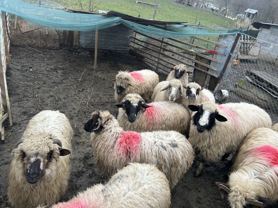 Oi tinere turcane breze ofer transport!