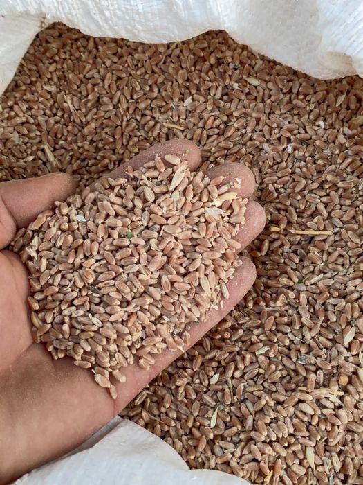 Продам зерно кормовое