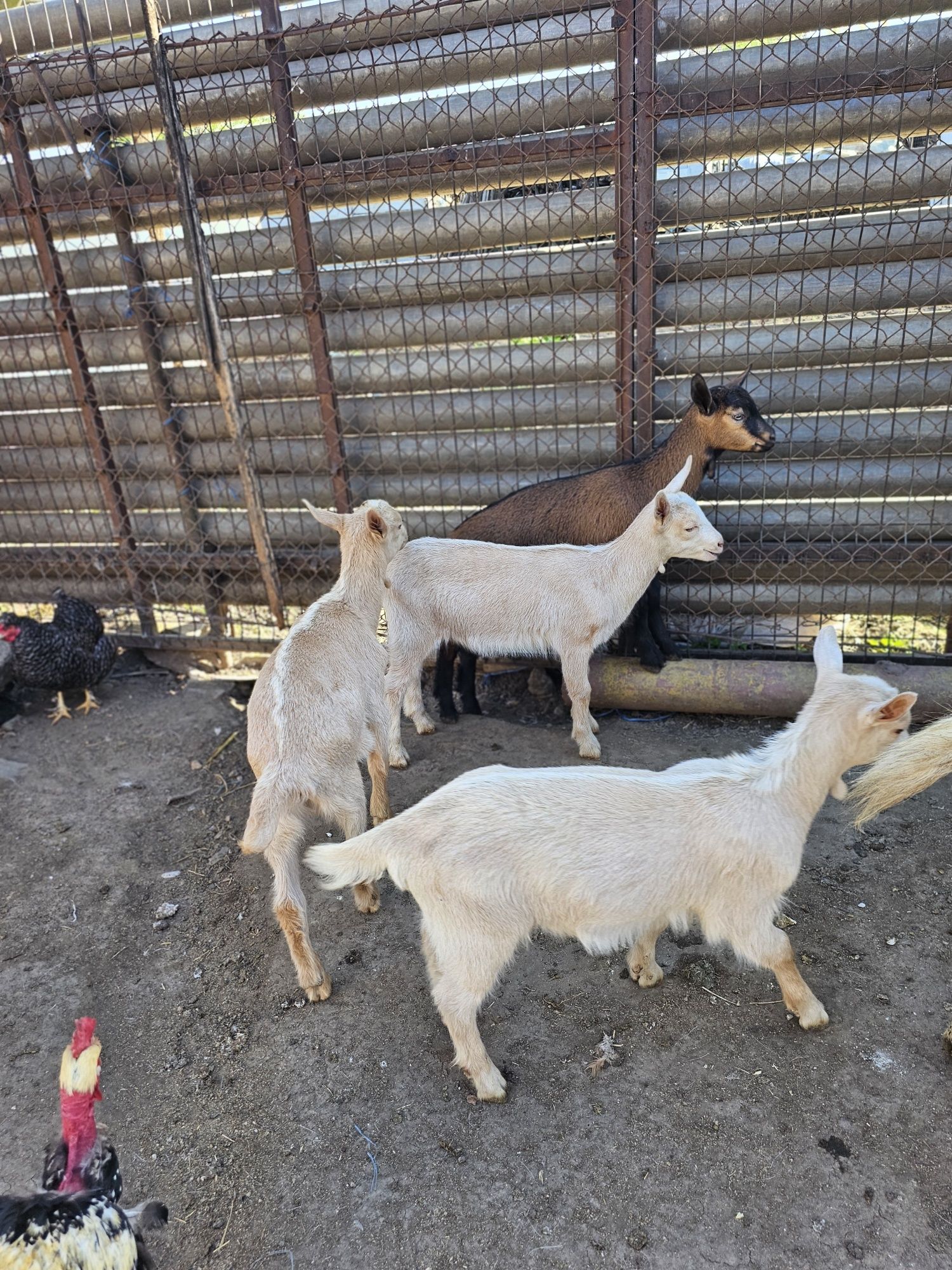 Vand iezi Zane cu Alpin