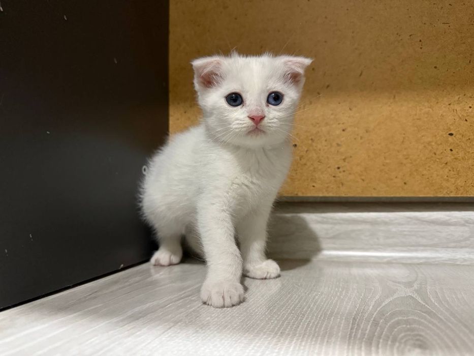 Zotdor mushuk sotiladi