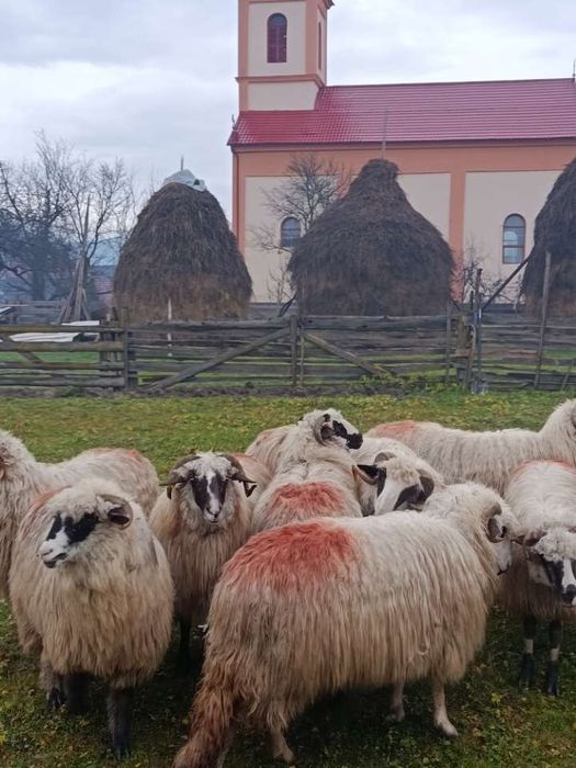 Vând 9 oi și un berbec mior