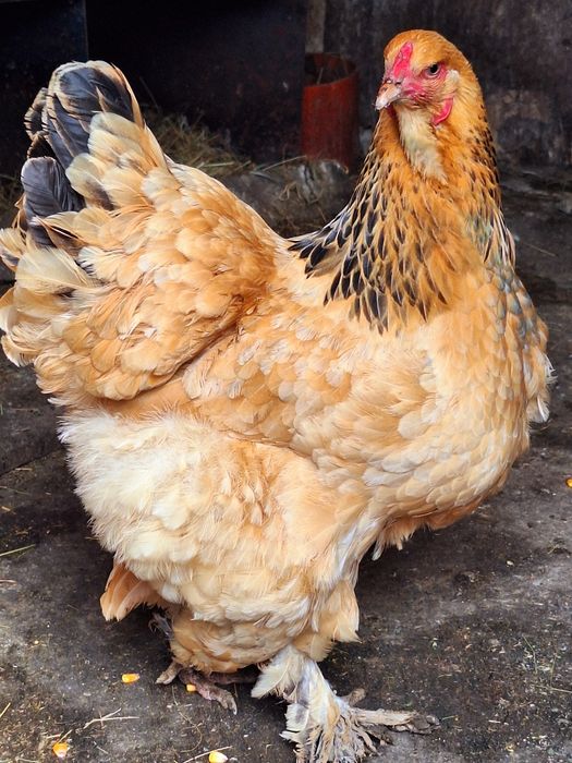 Familie Brahma Columbia