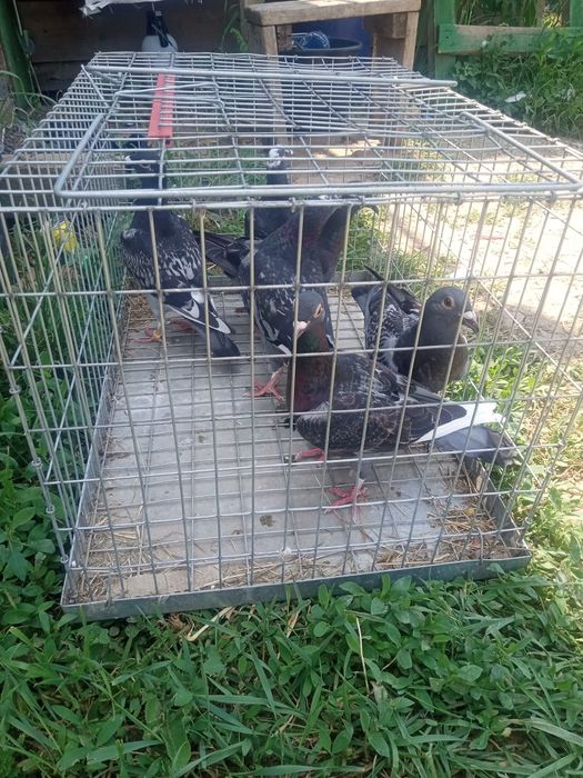 Porunbei de vînzare voiajori 2025.