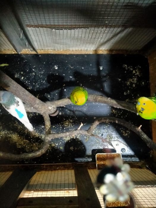 Попугай волнистый