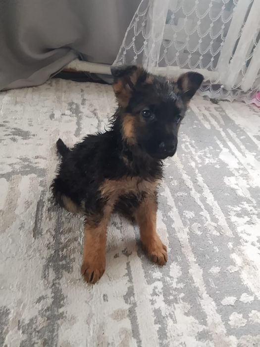 Продам щенка немца