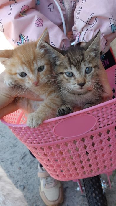 Отдам  котят в хорошие заботливые руки