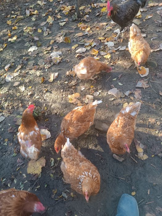 КОКОШКИ Ламон Браун