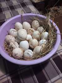 Vând oua de gasca românești și lesesti de curte crescute bio!