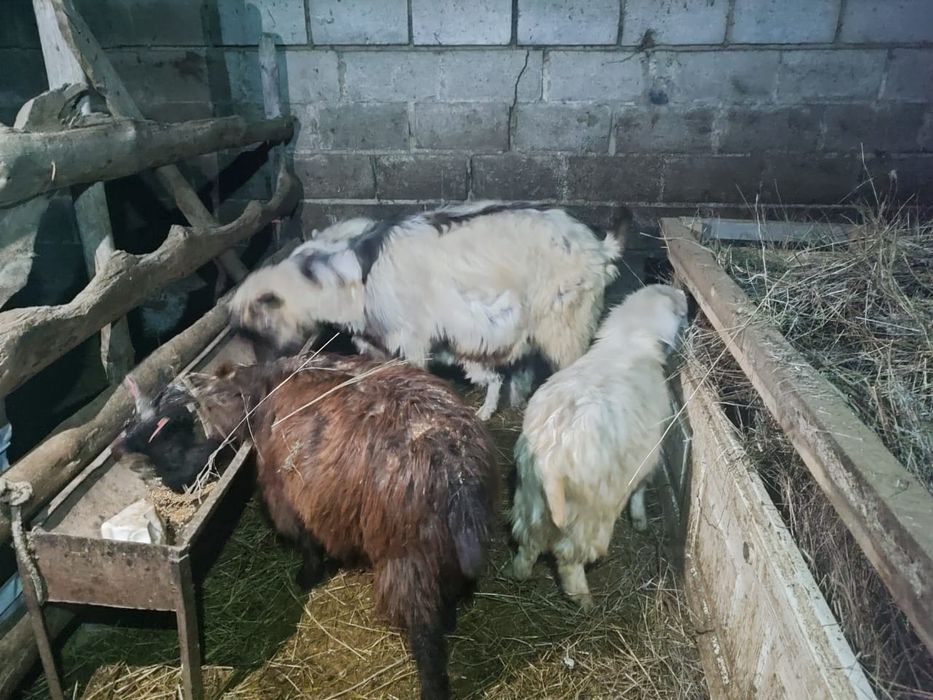 Продам  козы  альпииски дойные,звонит по телефону