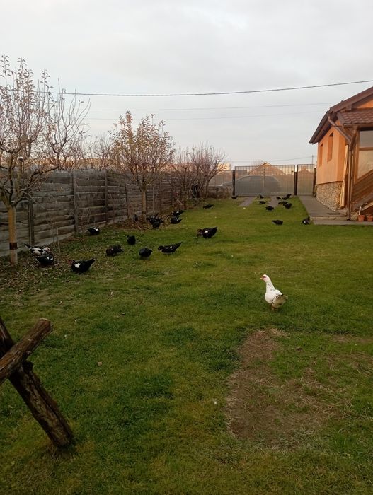 Rate mute crescute liber