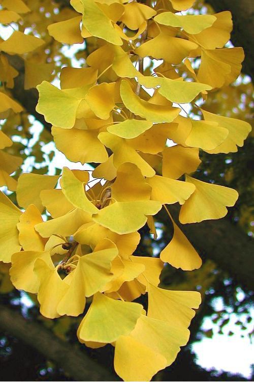 Ginkgo biloba                      o