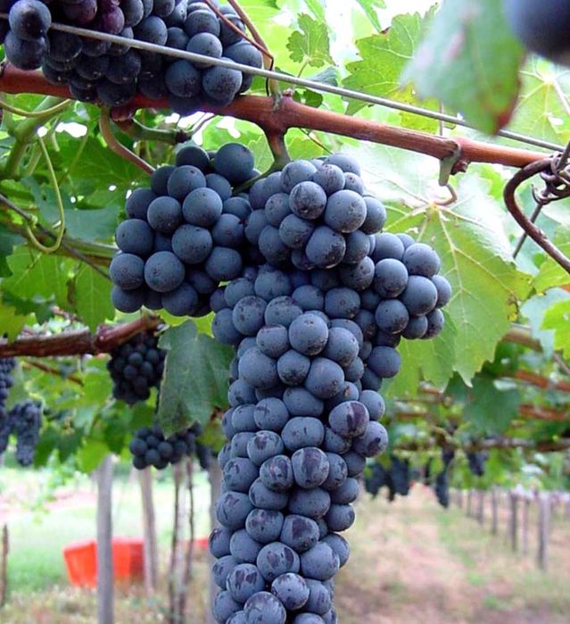 Struguri de vin producție proprie