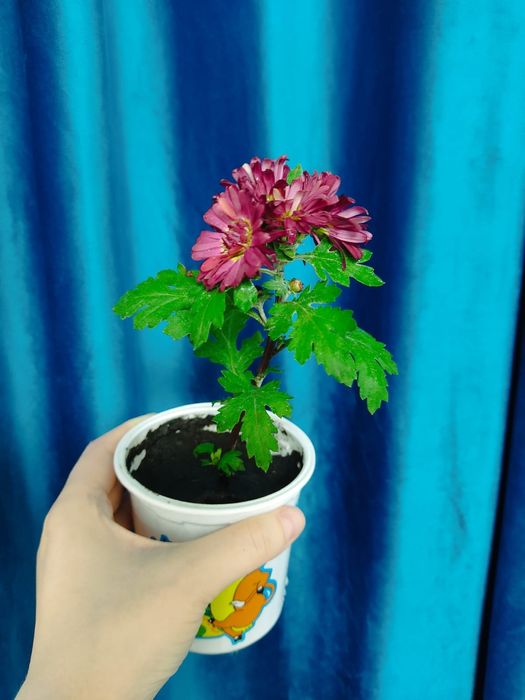 Комнатные цветы Хризантема