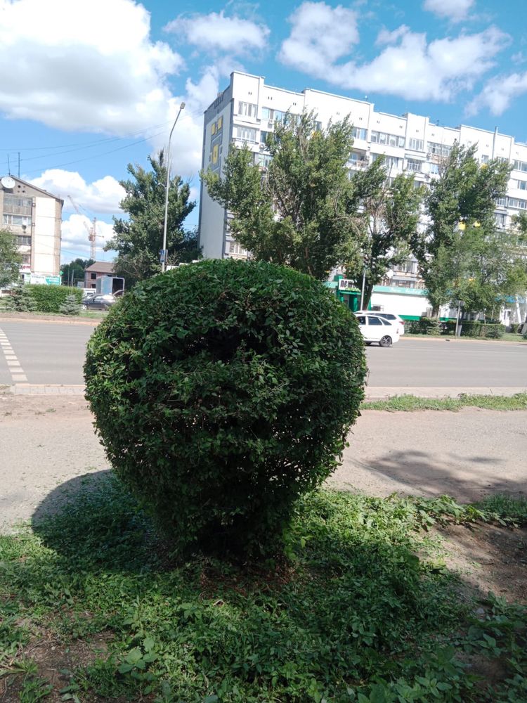 Формовка деревьев.Если что звоните