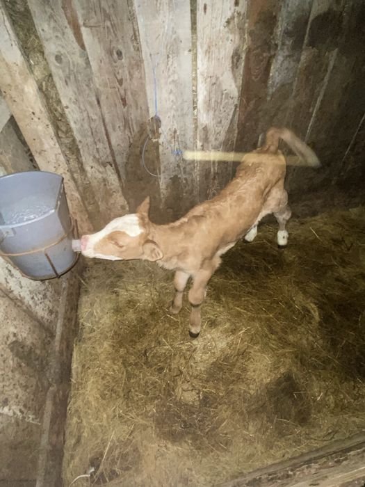 Vand vitea baltata 5 zile