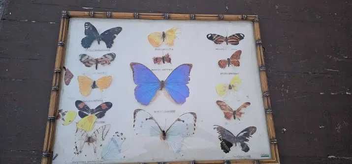 decor panoplie tablou cu fluturi adevarati