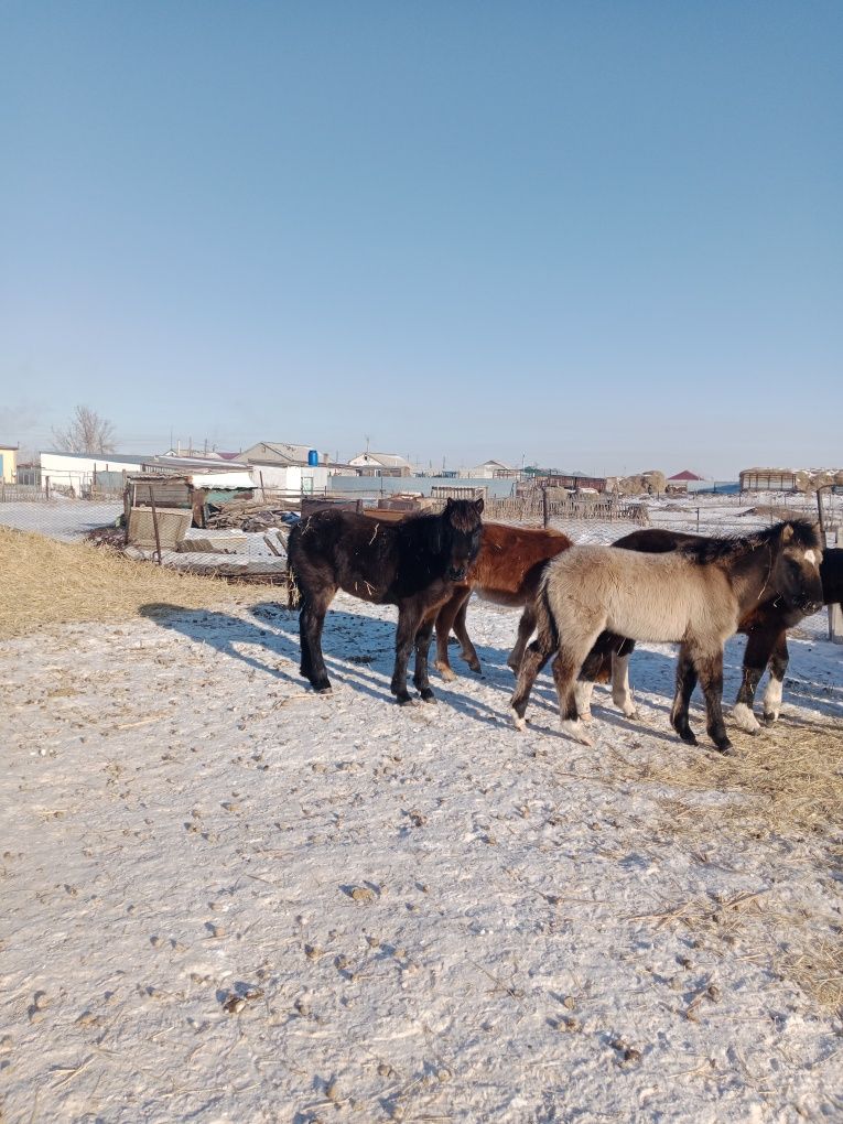 Қазақи айғыр жасы бесте сегіз еркек жабағы сатам