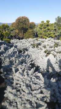 Vindem Iarba Ornamentala!Iarba pampas,Iarba albastra!Tuia si Leylandii