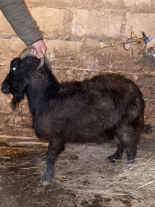 Ешкі сатам 50мын екеуіне