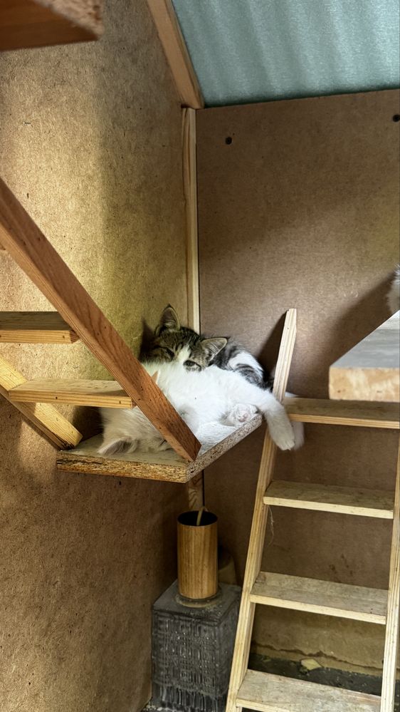 Белые котята трое, отдам в хорошие руки . Есть еще серенького оттенка