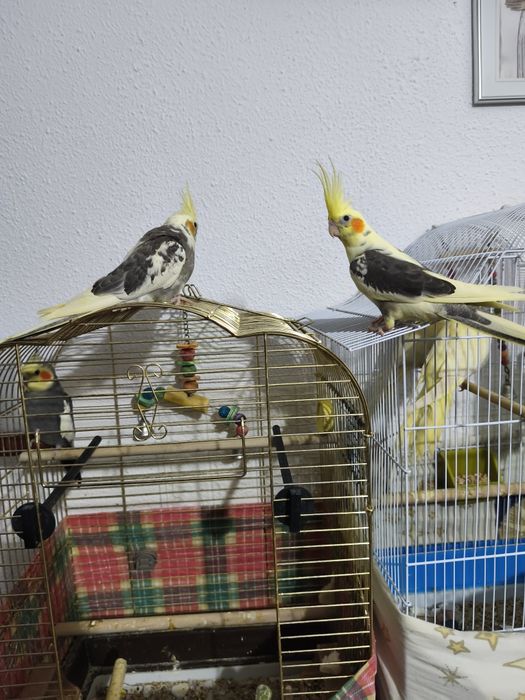 Dv puii de ninfă blînzi și jucăuși