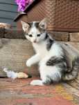 Отдам двух котят в добрые руки