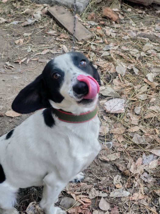 Отдам в добрые руки