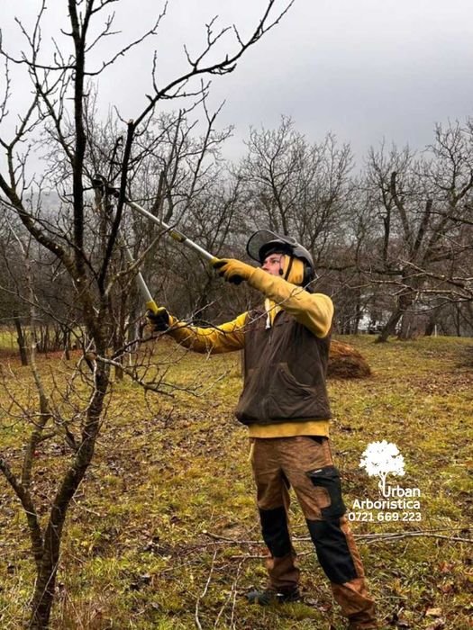 Toaletare Taiere Copaci Pomi - Servicii Firma Arborist Timișoara