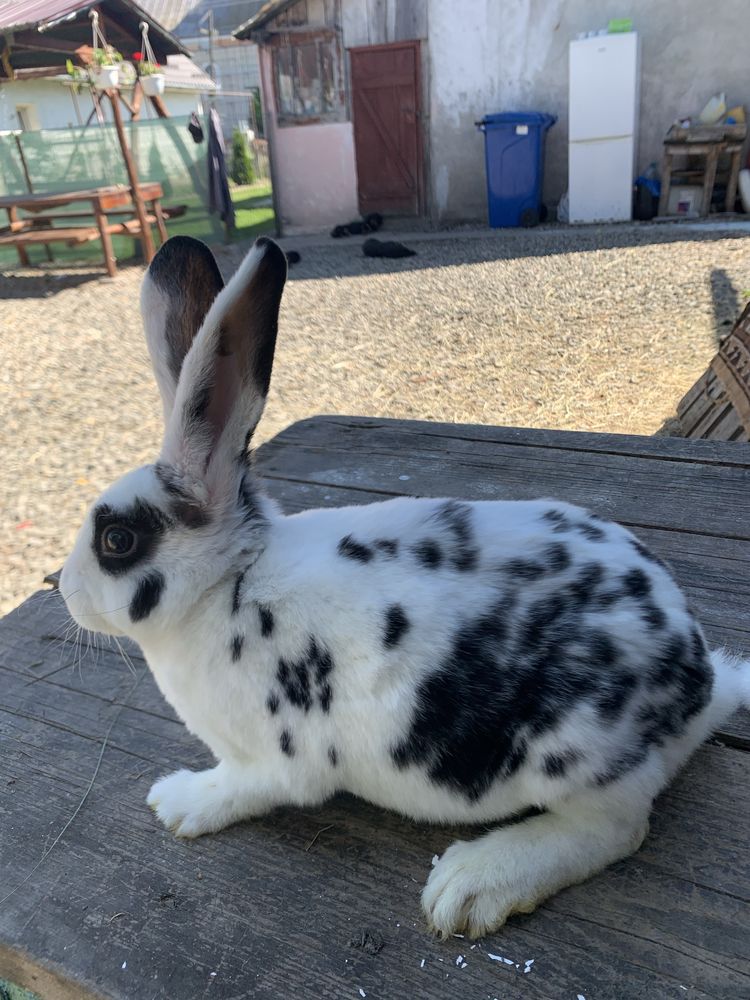 Pui rex tricolor si dalmatian
